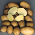 Patata Primura