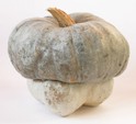 Zucca berrettina